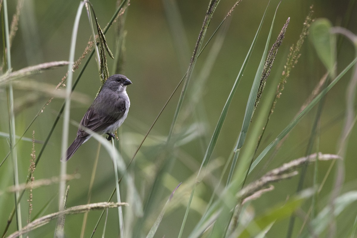 Plumbeous Seedeater - ML619829676