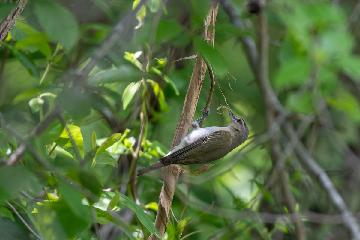 Red-eyed Vireo - ML619829695