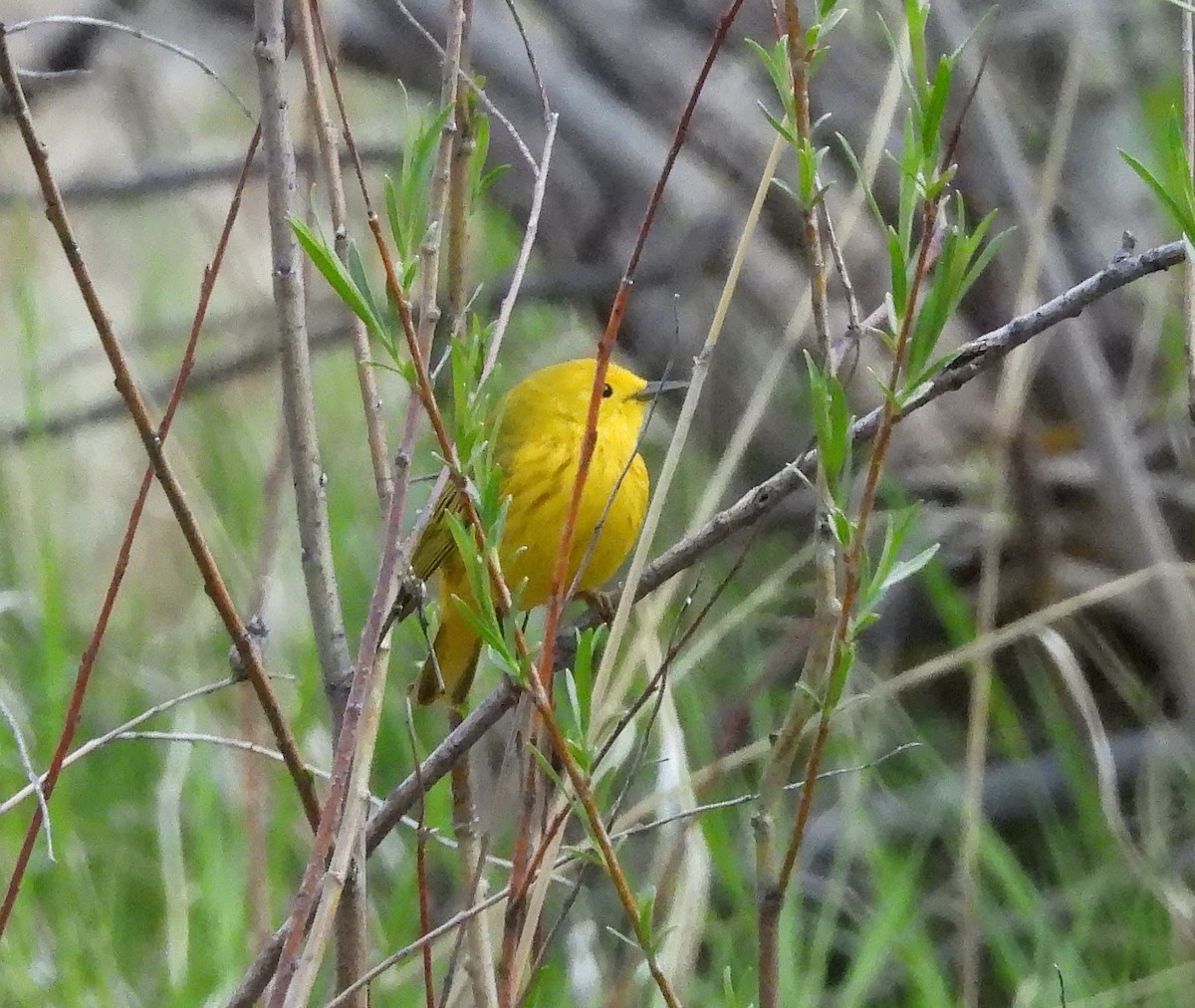 Yellow Warbler - ML619829699