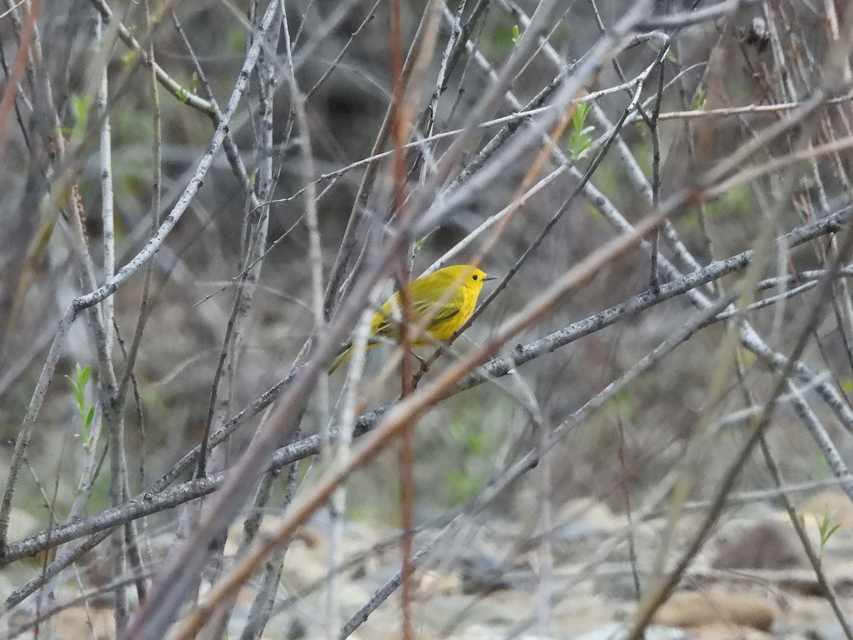 Yellow Warbler - ML619829702