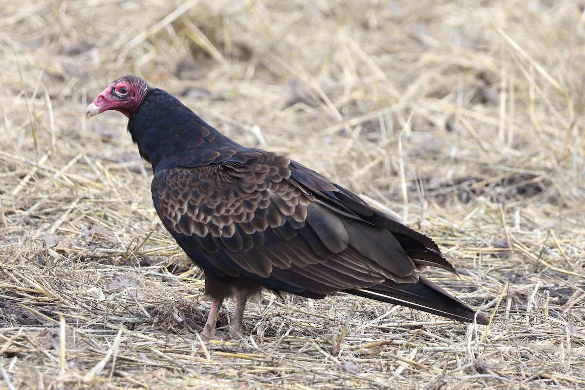 Turkey Vulture - ML619829705