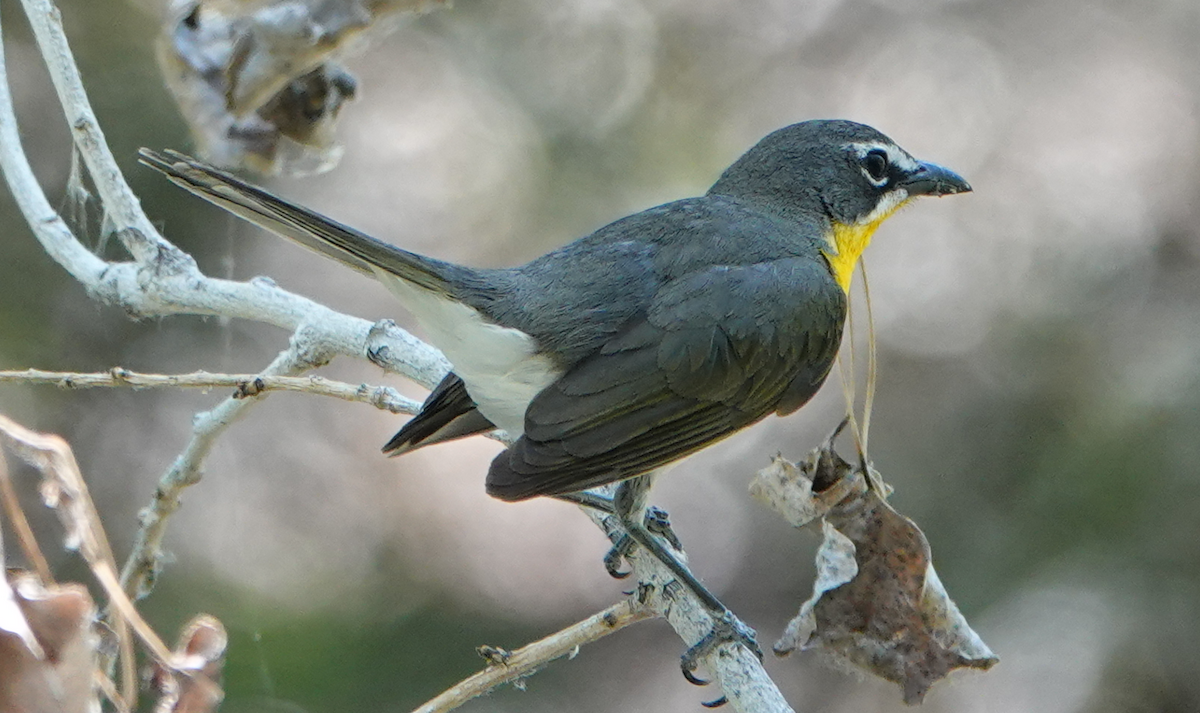 Yellow-breasted Chat - ML619829707