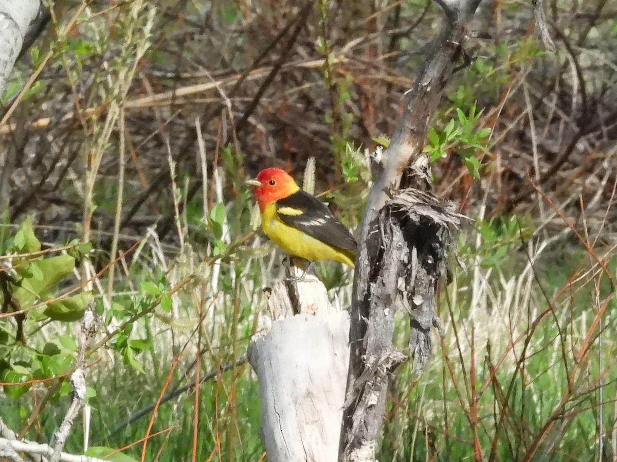 Western Tanager - ML619829717