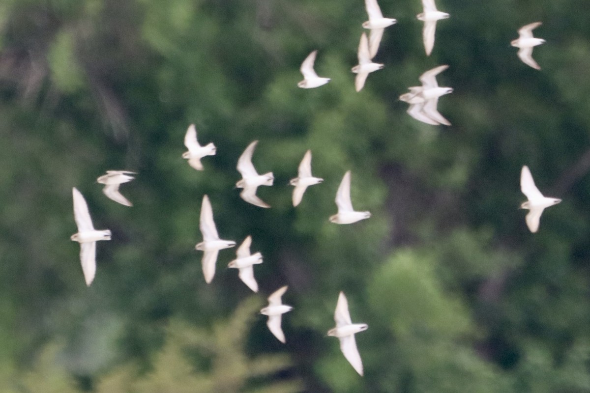 White-rumped Sandpiper - ML619829721