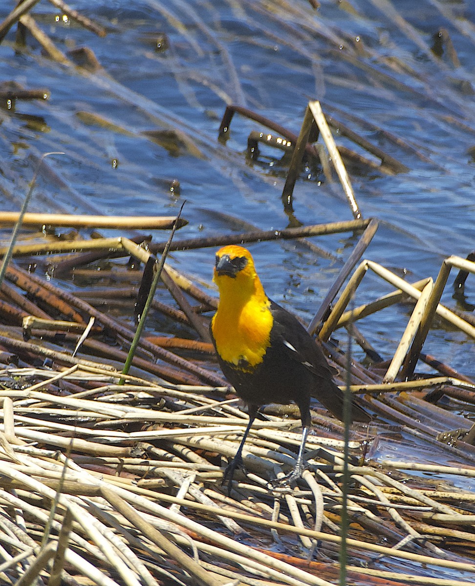 Yellow-headed Blackbird - ML619829747