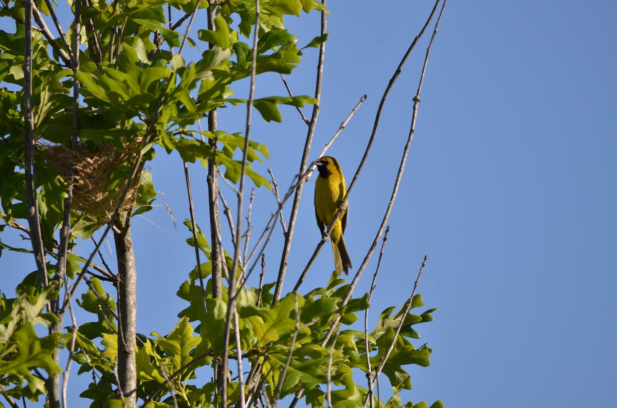 Orchard Oriole - ML619829762