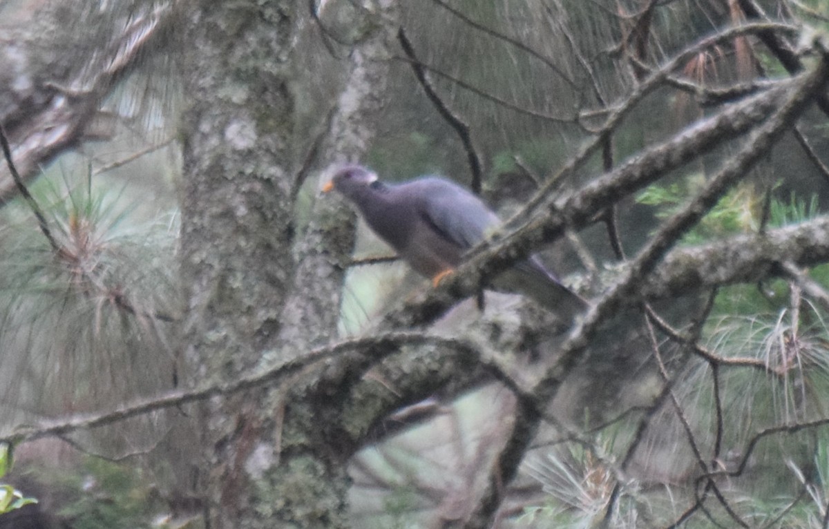 Band-tailed Pigeon - ML619829766