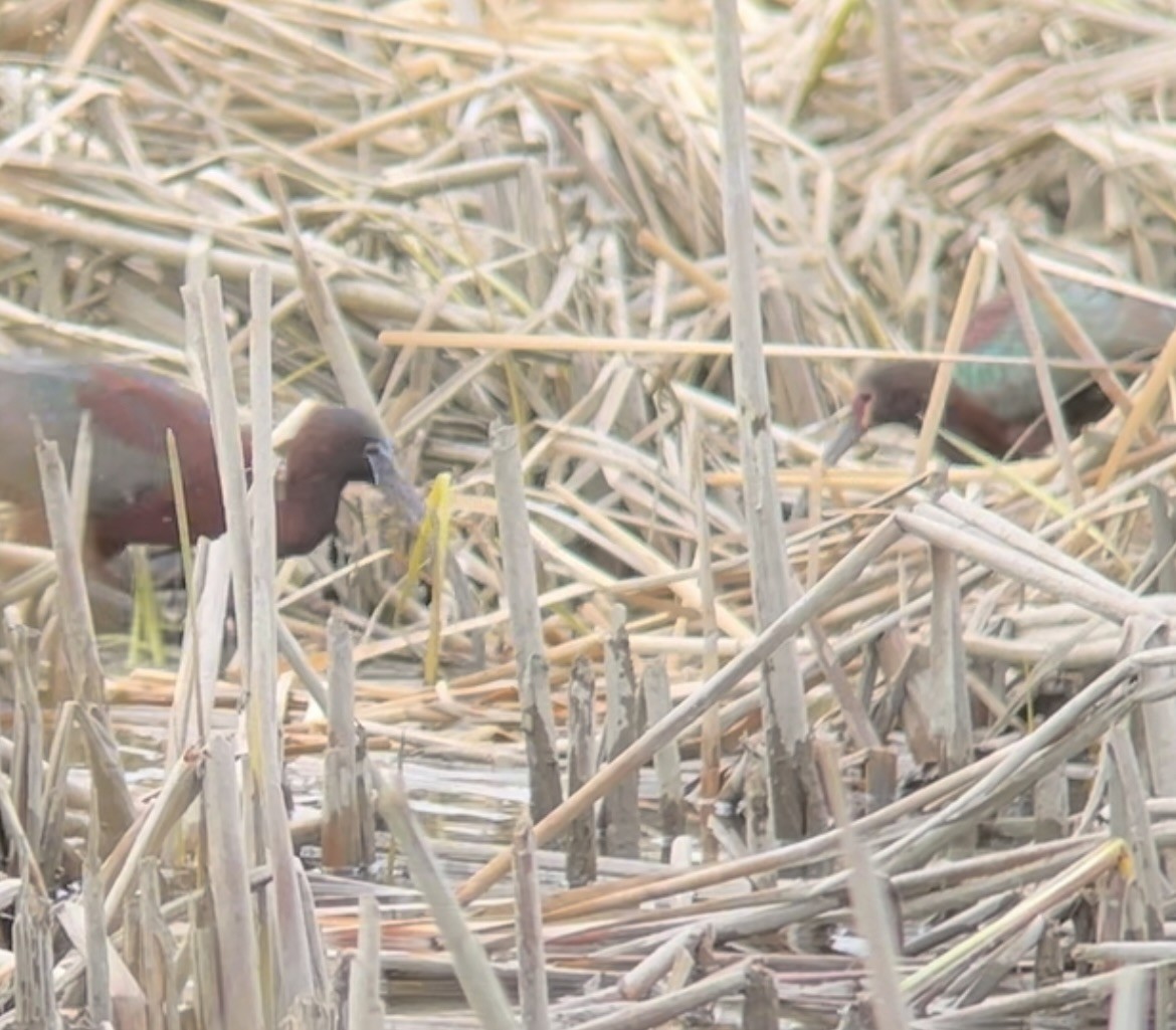 White-faced Ibis - Mary Keithler