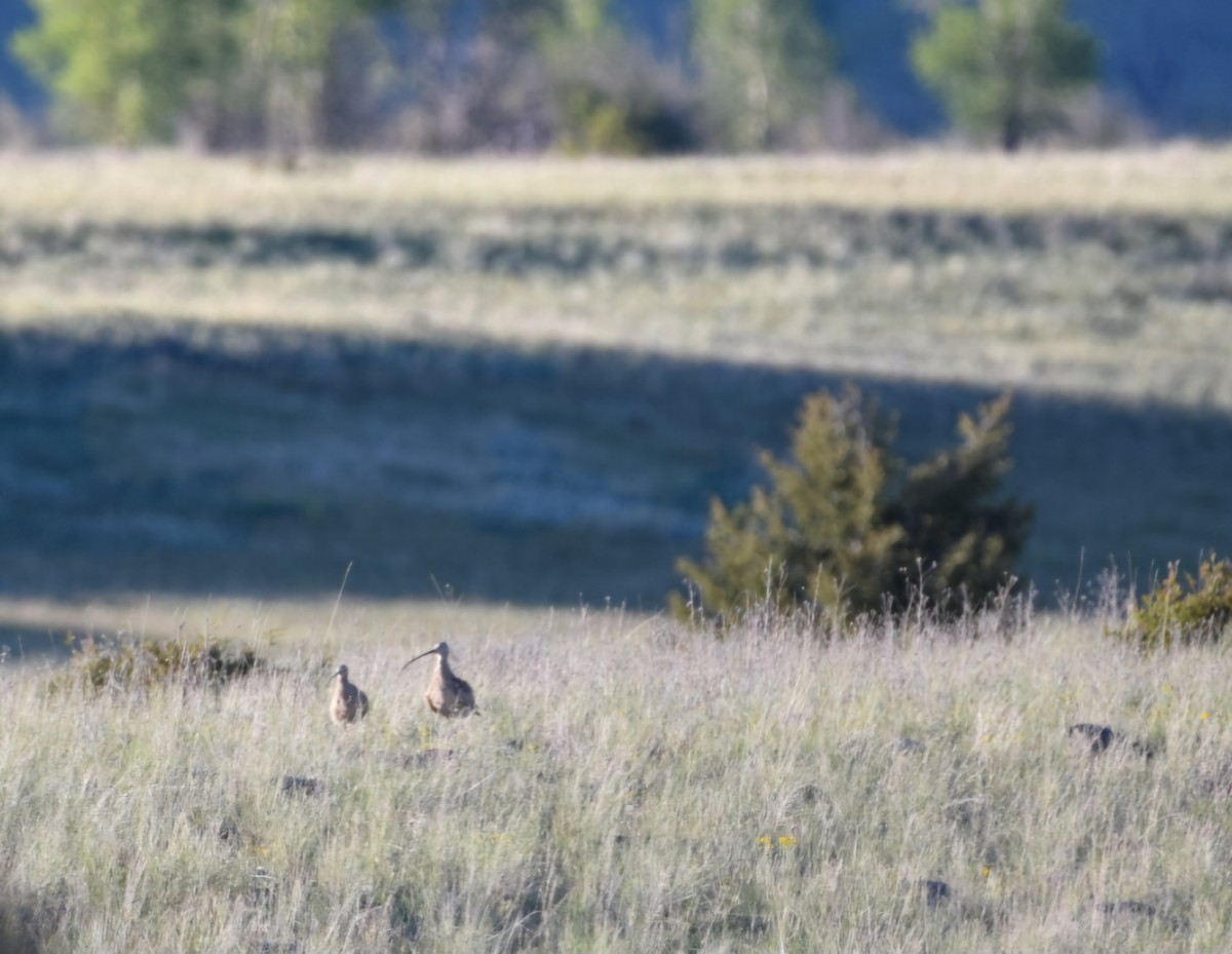 Long-billed Curlew - ML619829778