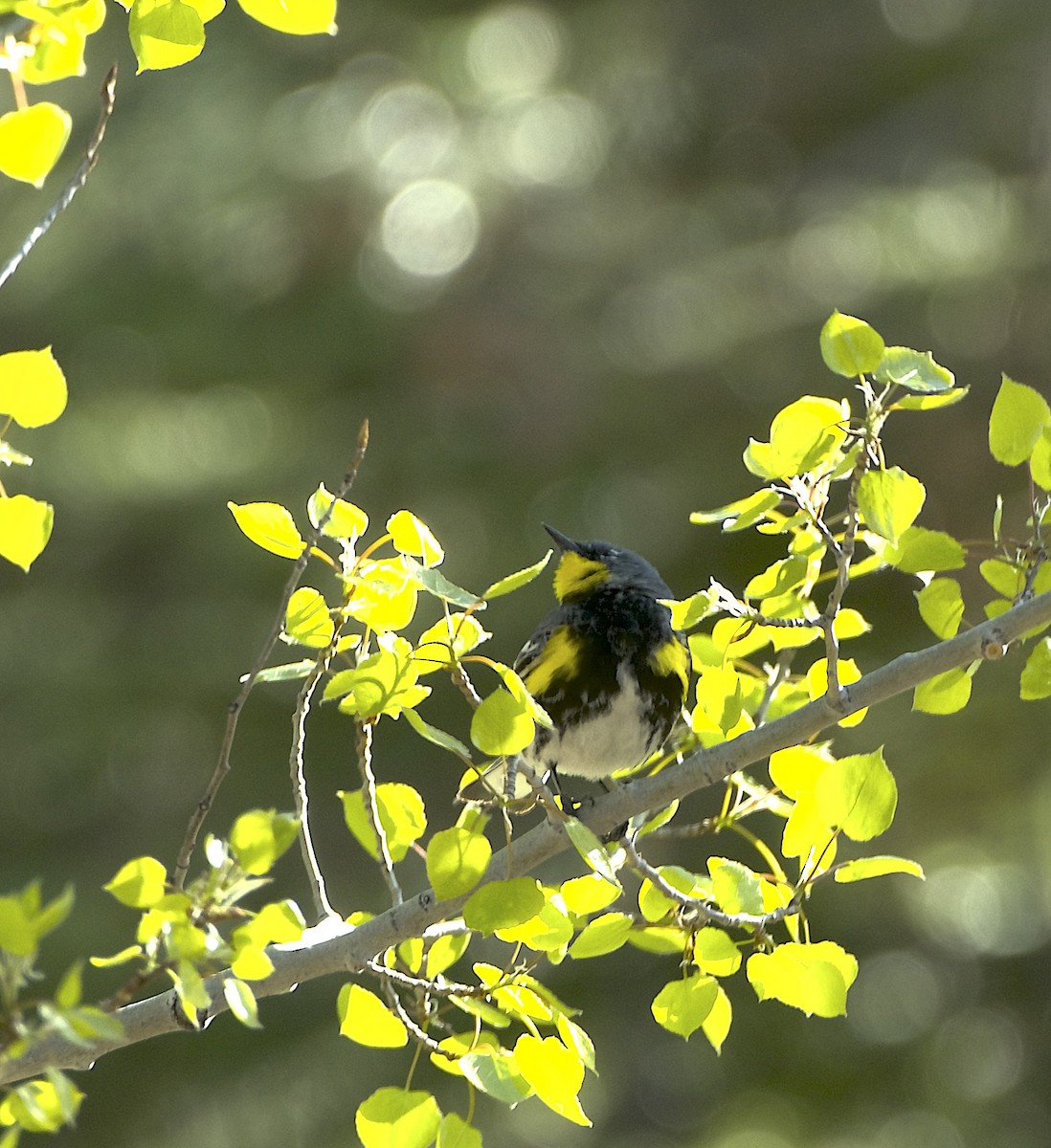 lesňáček žlutoskvrnný (ssp. auduboni) - ML619829788