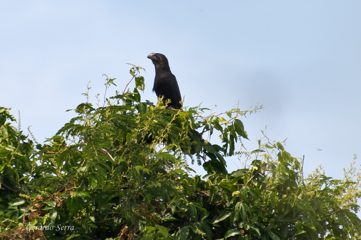 Smooth-billed Ani - ML619829816