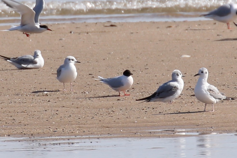 Little Gull - ML619829838