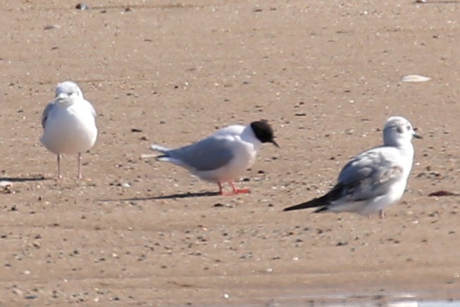 Little Gull - ML619829839