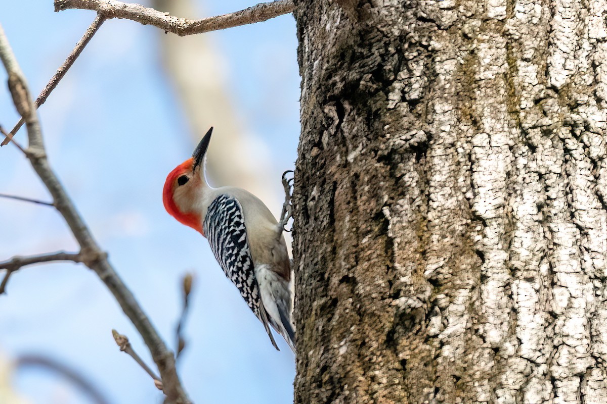 Red-bellied Woodpecker - ML619829850