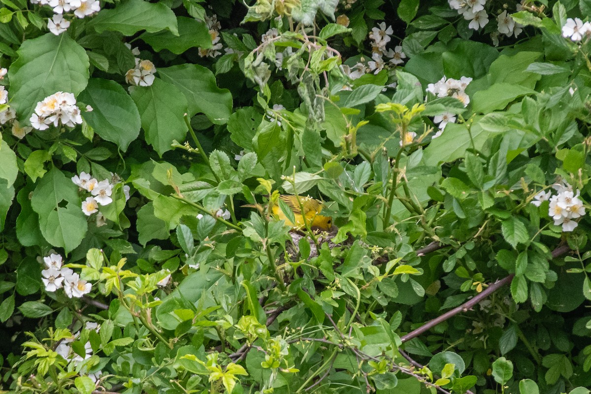 Yellow Warbler - ML619829853