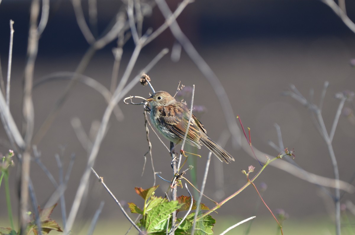 Field Sparrow - ML619829871