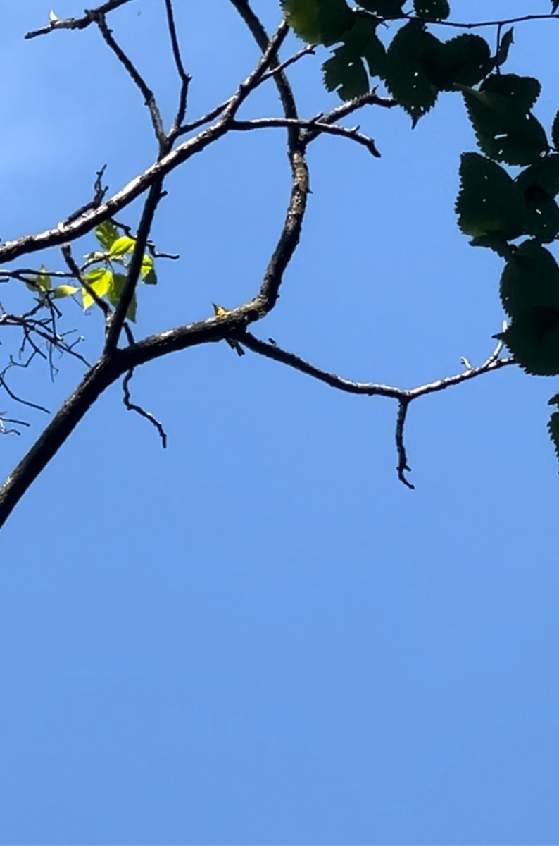 Yellow-throated Warbler - ML619829873