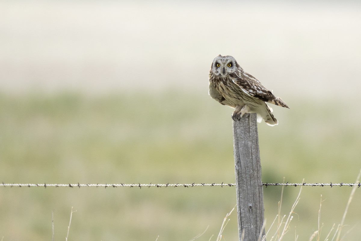 Short-eared Owl - ML619829874