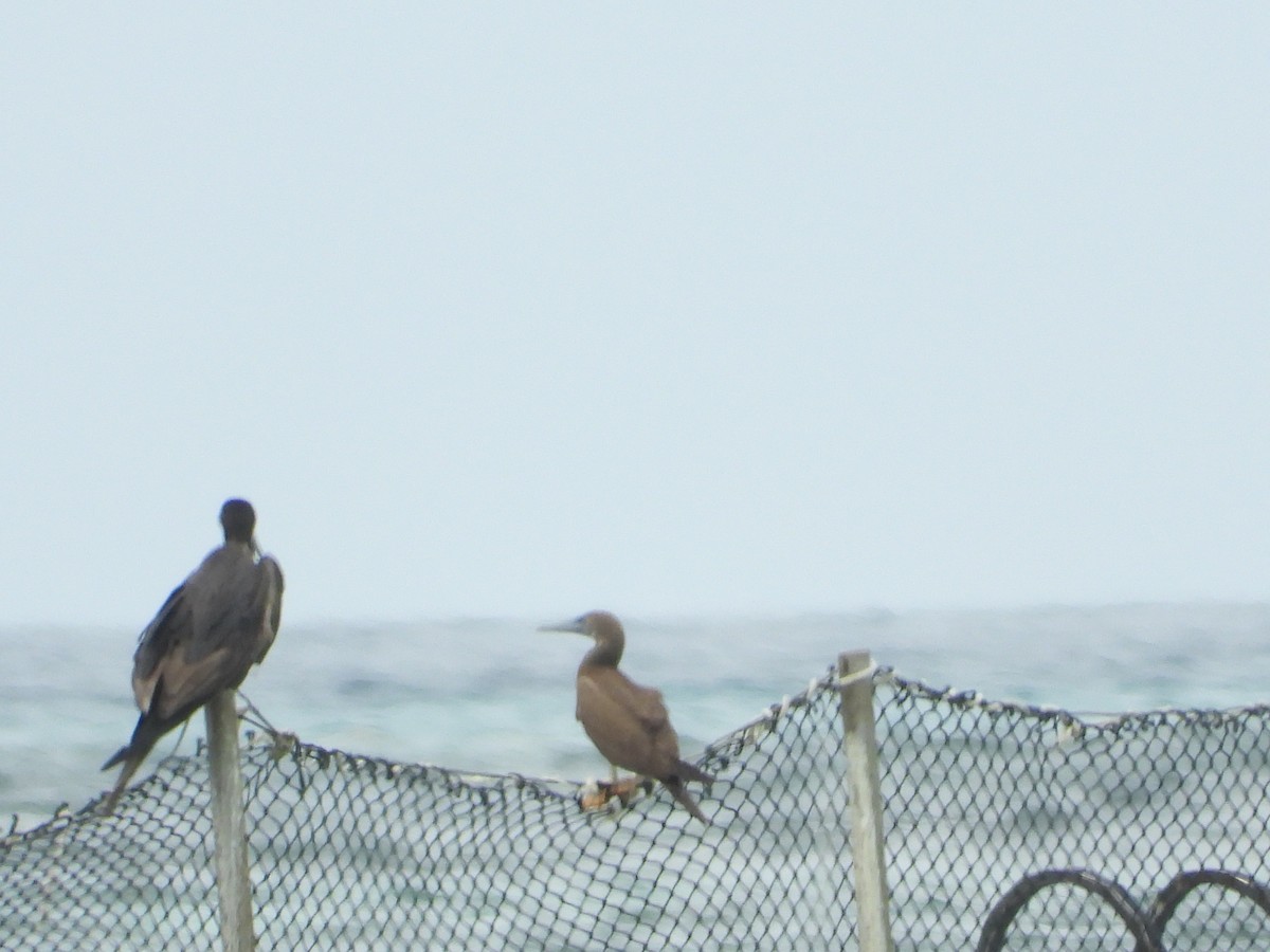 Red-footed Booby - ML619829878