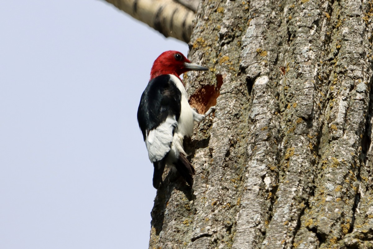 Red-headed Woodpecker - ML619829880