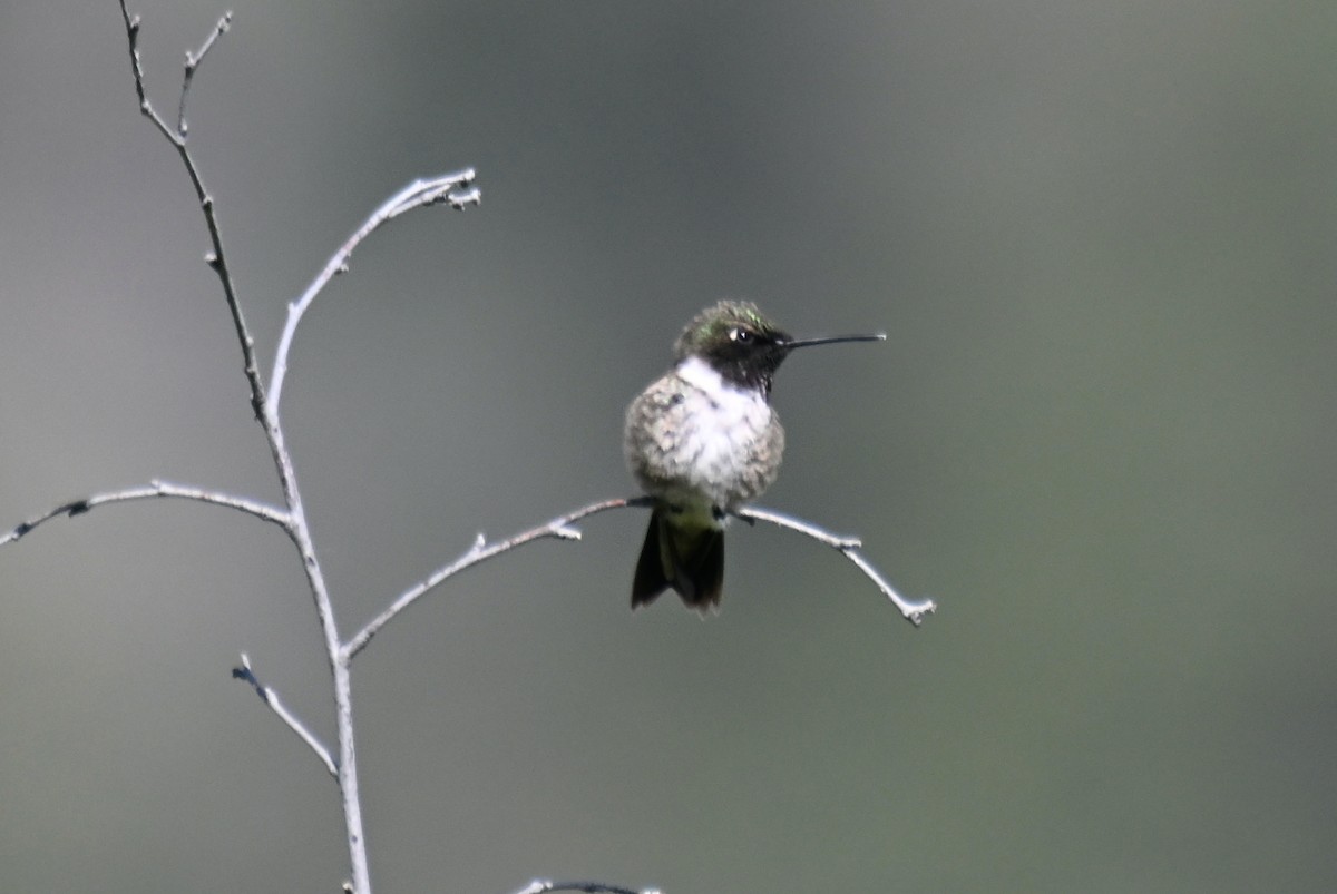 Black-chinned Hummingbird - ML619829893