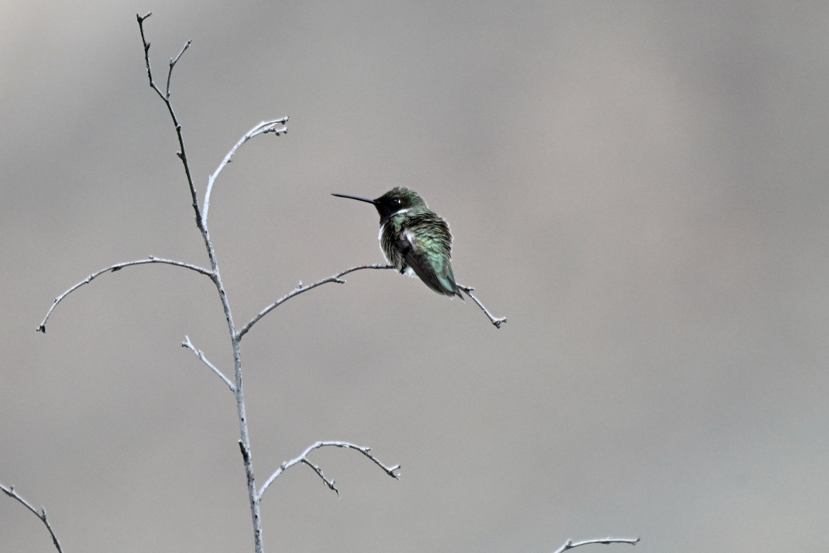 Black-chinned Hummingbird - ML619829897
