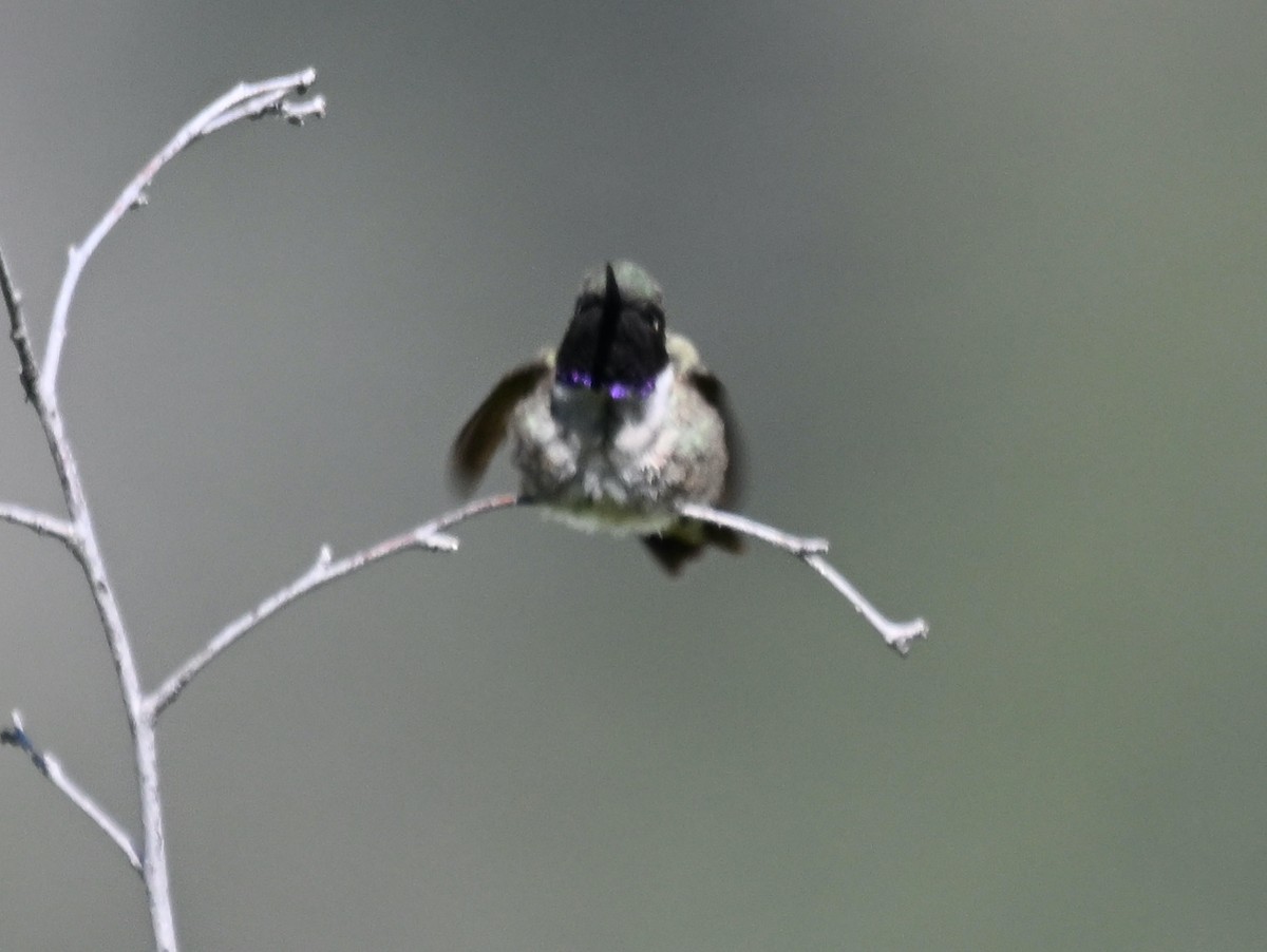 Black-chinned Hummingbird - ML619829899