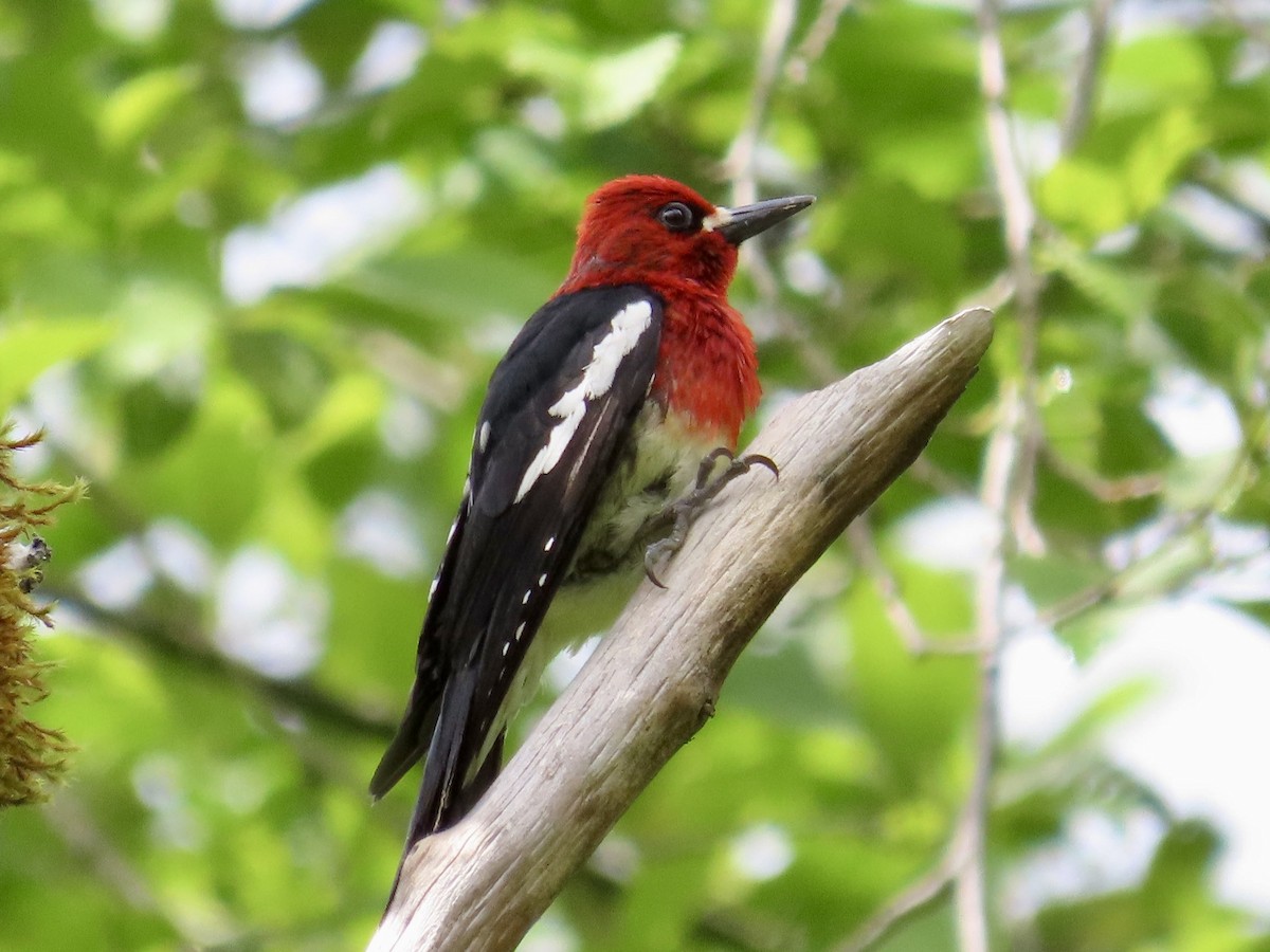 Red-breasted Sapsucker - ML619829916