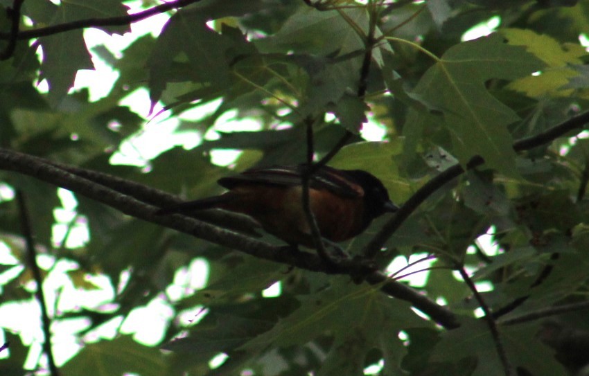 Orchard Oriole - ML619829926