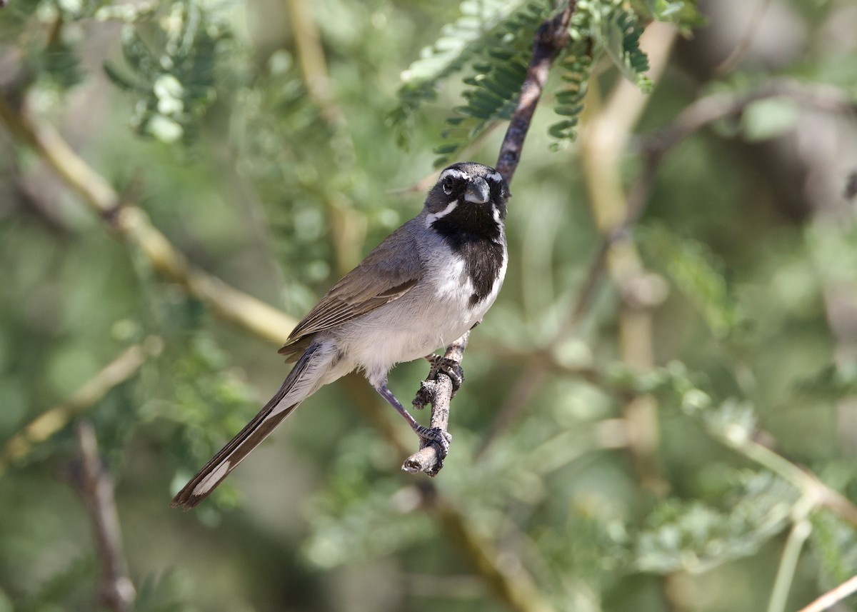Black-throated Sparrow - ML619829938