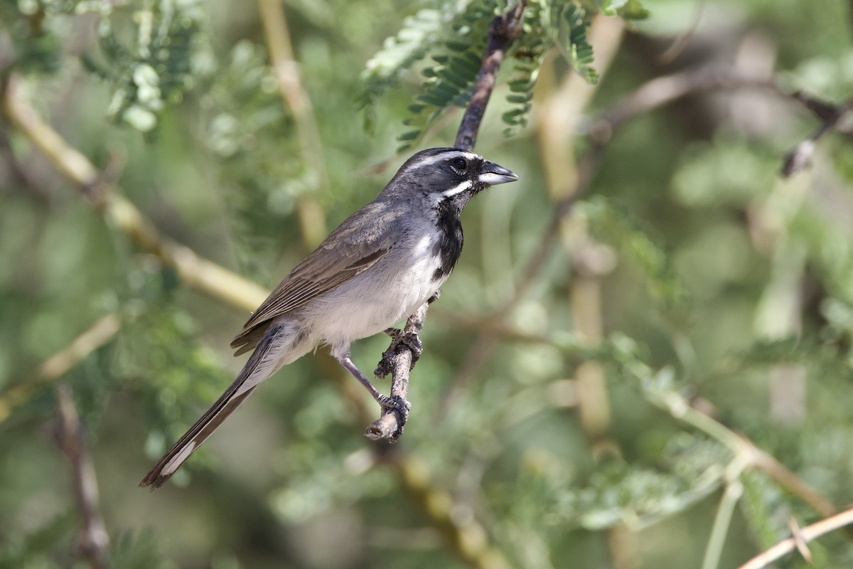 Black-throated Sparrow - ML619829939
