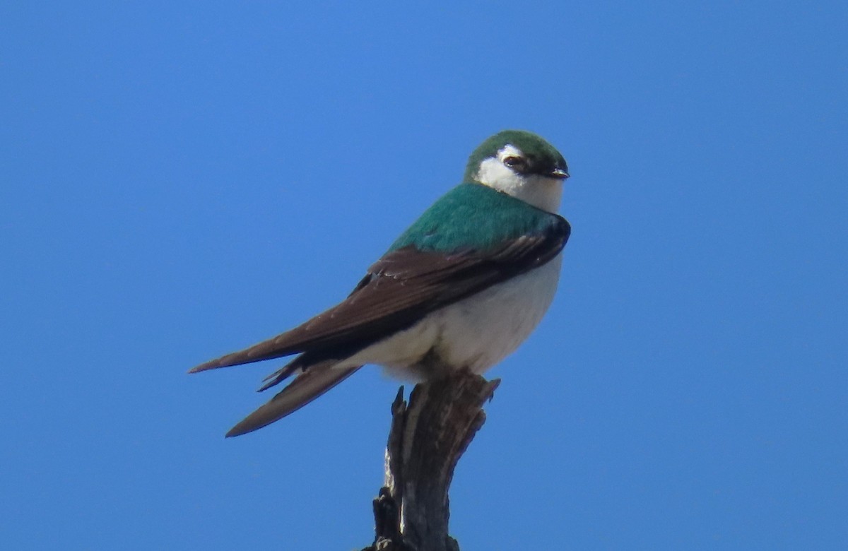 Violet-green Swallow - ML619829940