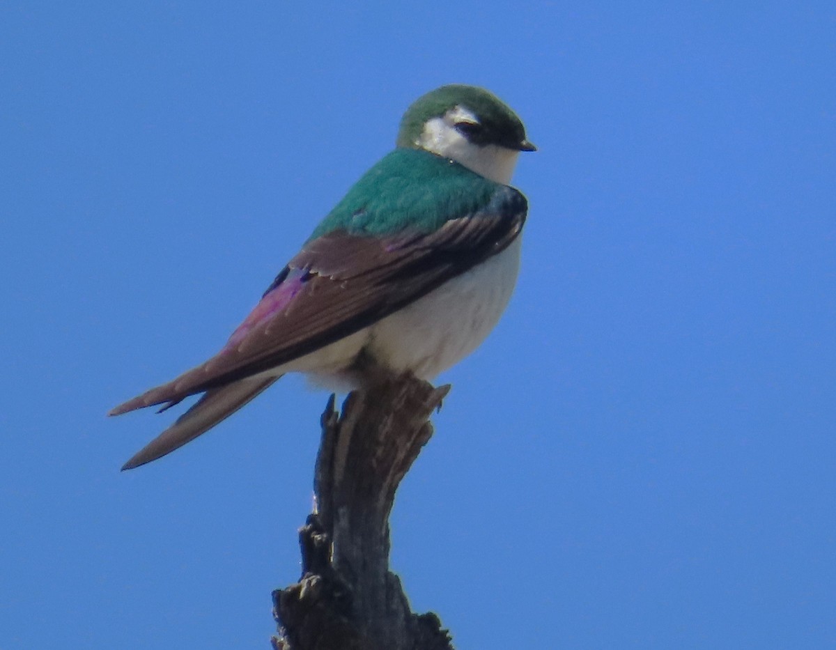 Violet-green Swallow - ML619829941