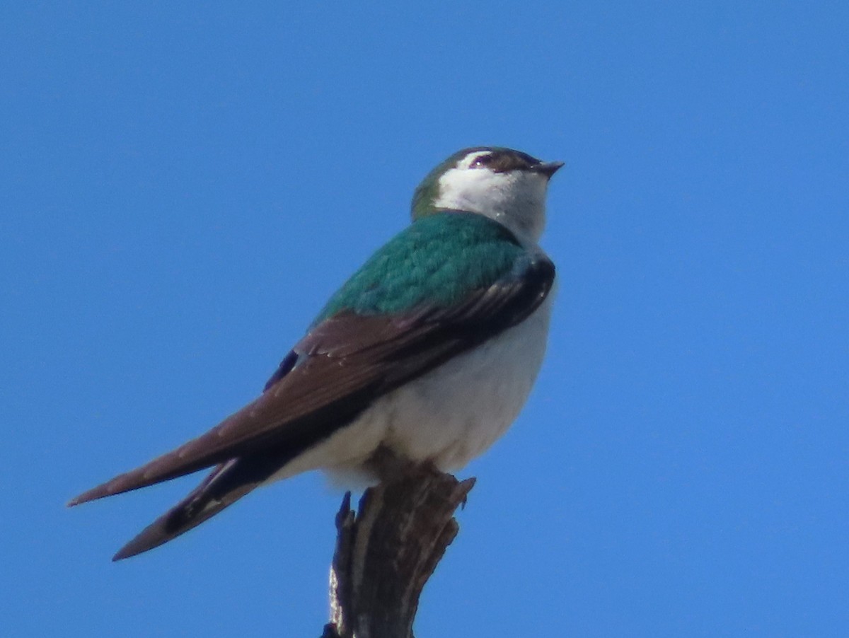 Violet-green Swallow - ML619829942