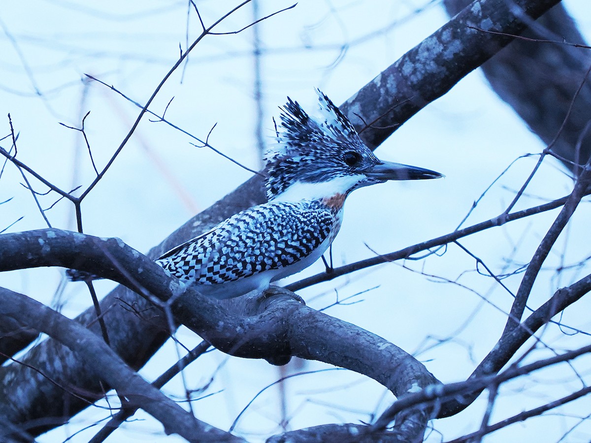 Crested Kingfisher - ML619829955