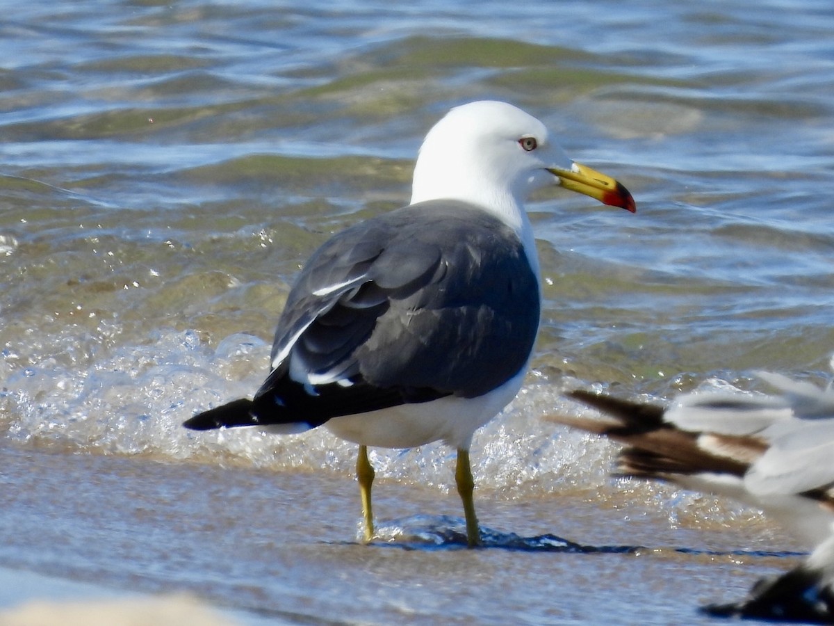 Black-tailed Gull - ML619829960