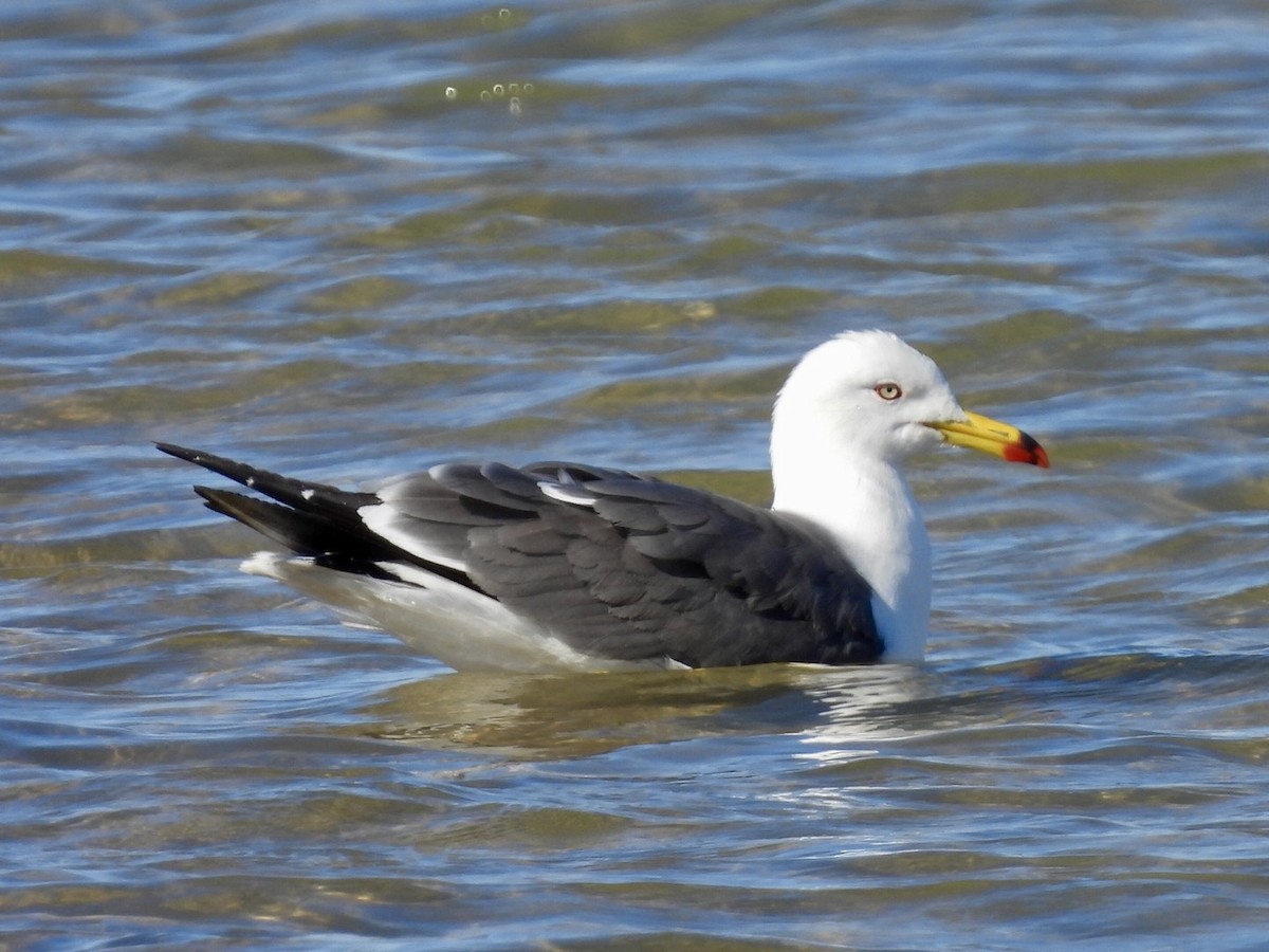Black-tailed Gull - ML619829961