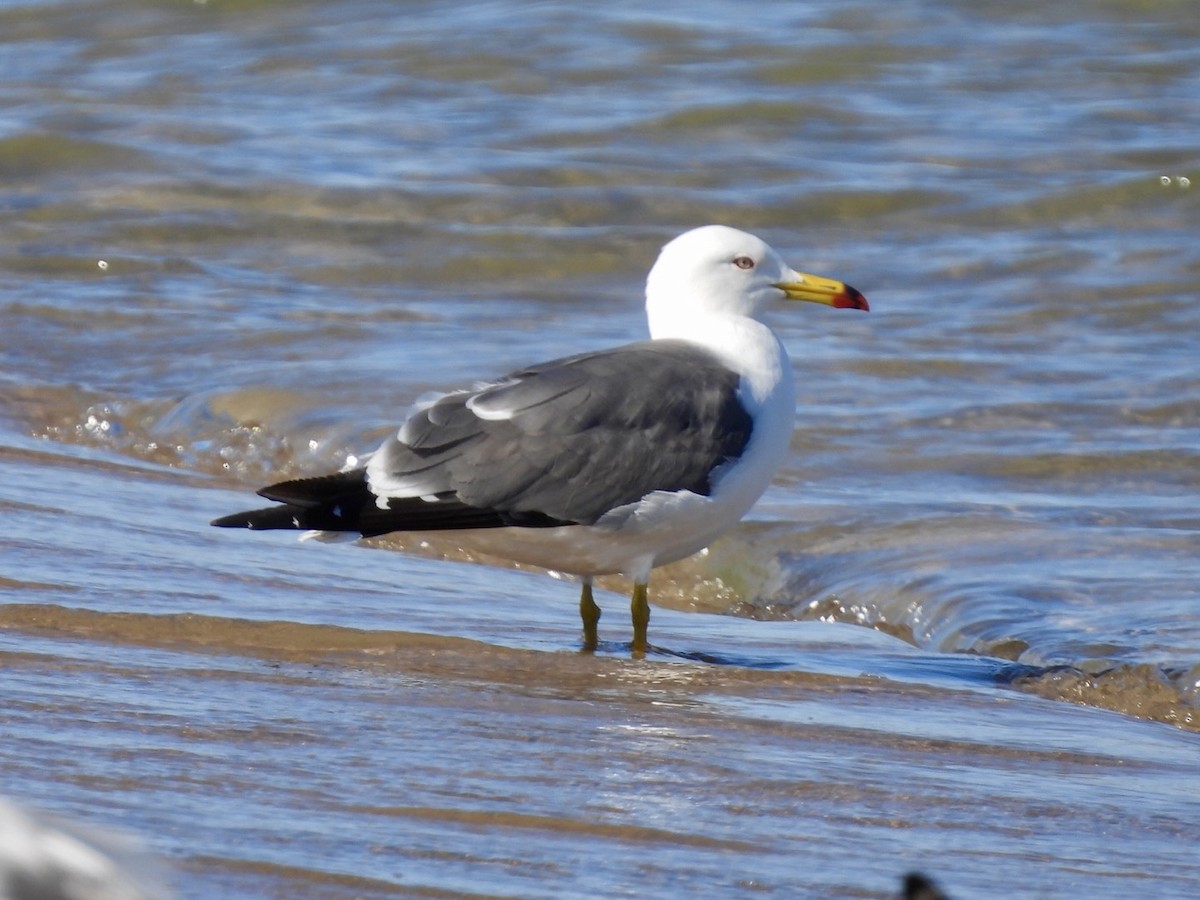 Black-tailed Gull - ML619829962