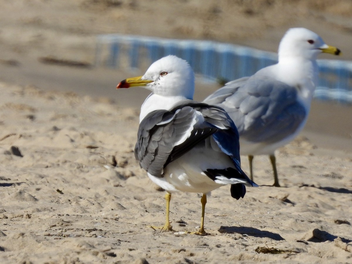 Black-tailed Gull - ML619829963