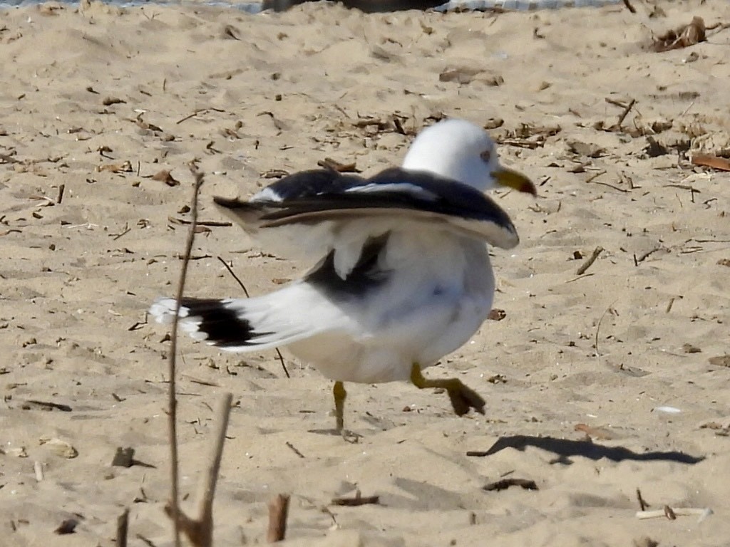 Black-tailed Gull - ML619829964