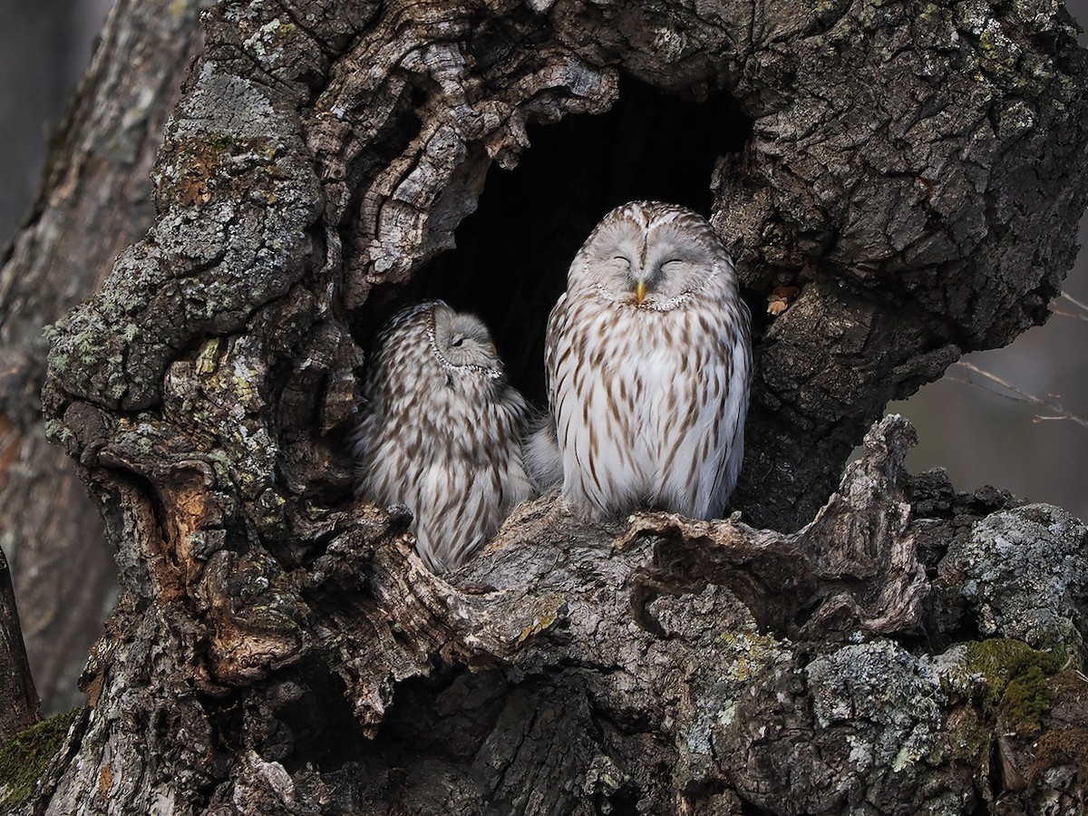 Ural Owl - ML619829979