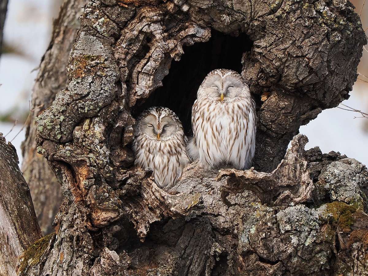 Ural Owl - ML619829980