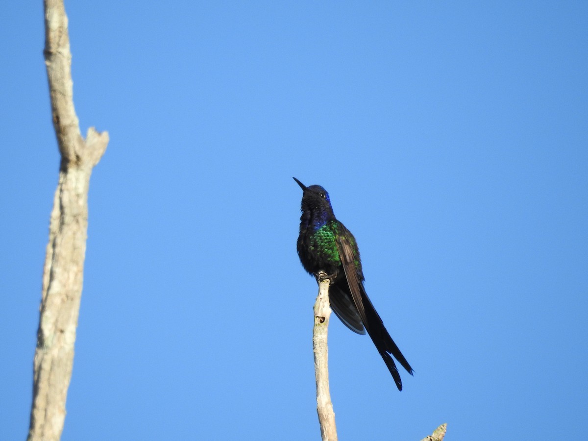 Swallow-tailed Hummingbird - ML619830011