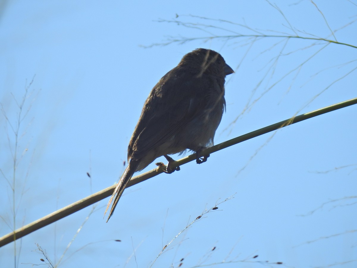 Double-collared Seedeater - ML619830019