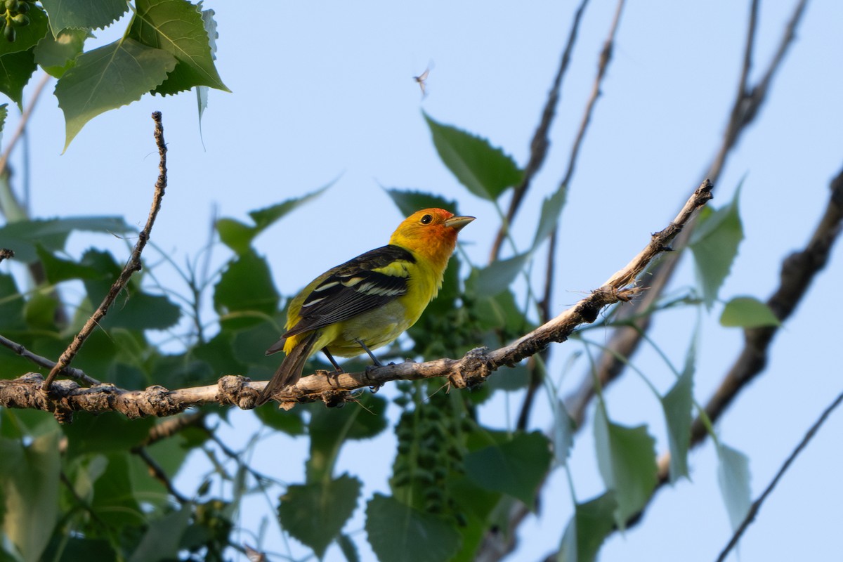 Western Tanager - ML619830027
