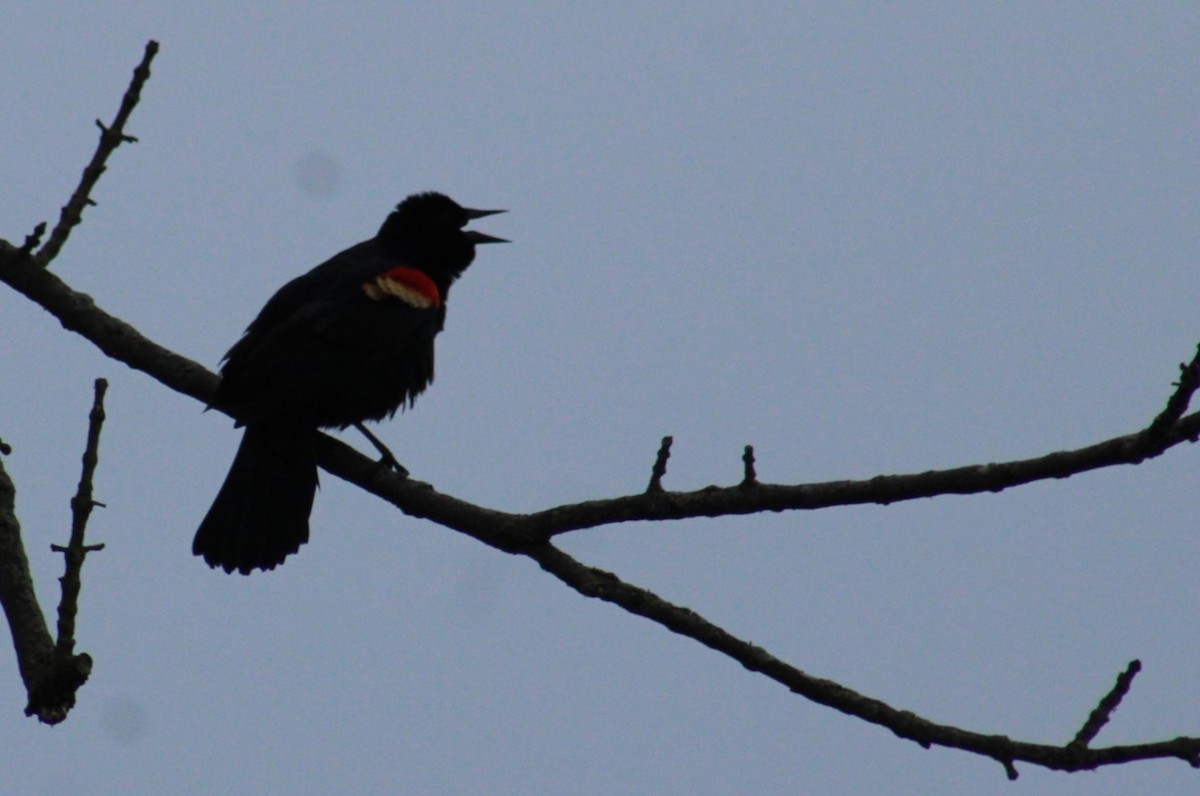 Red-winged Blackbird - ML619830029