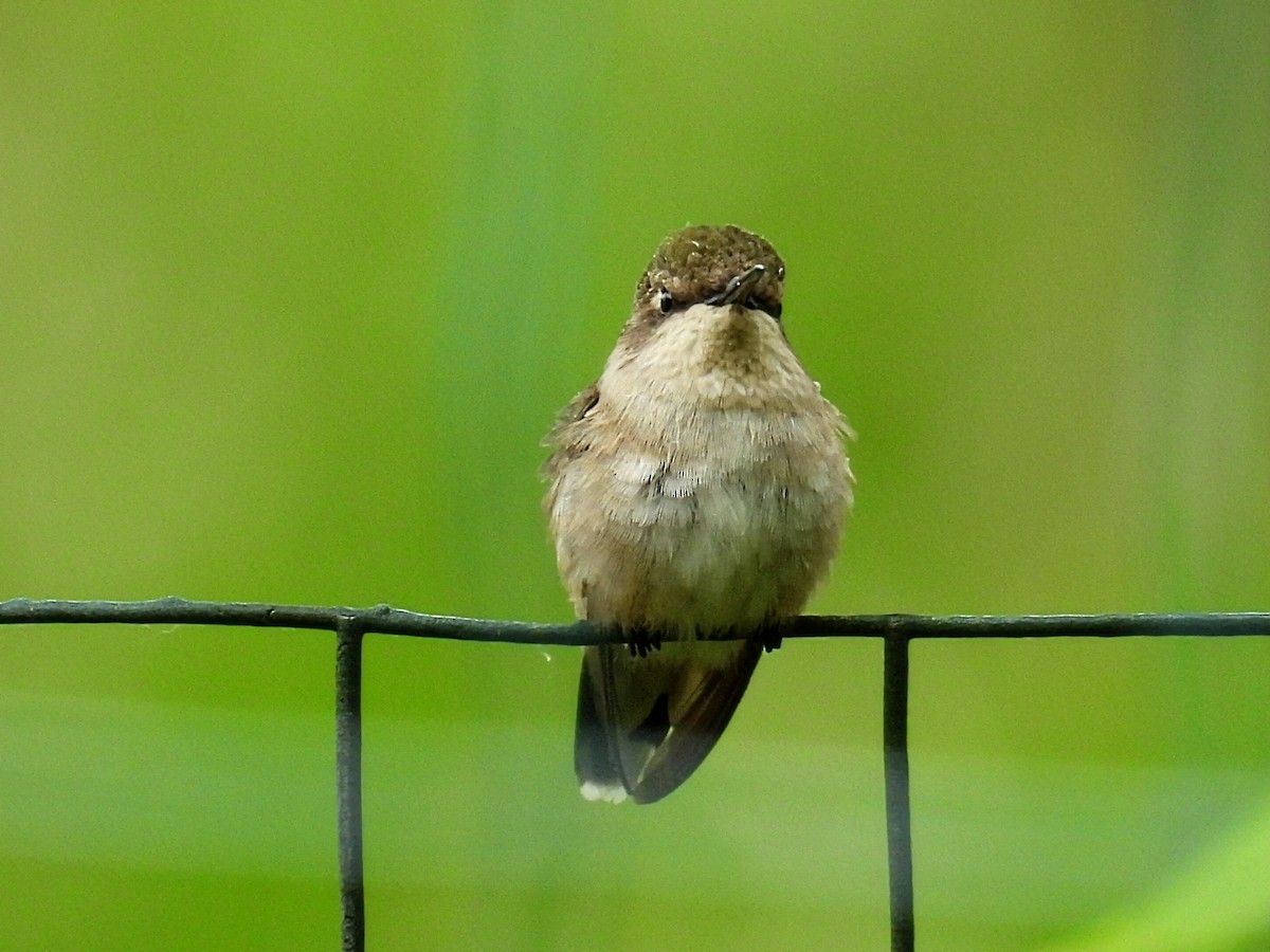 Ruby-throated Hummingbird - ML619830033