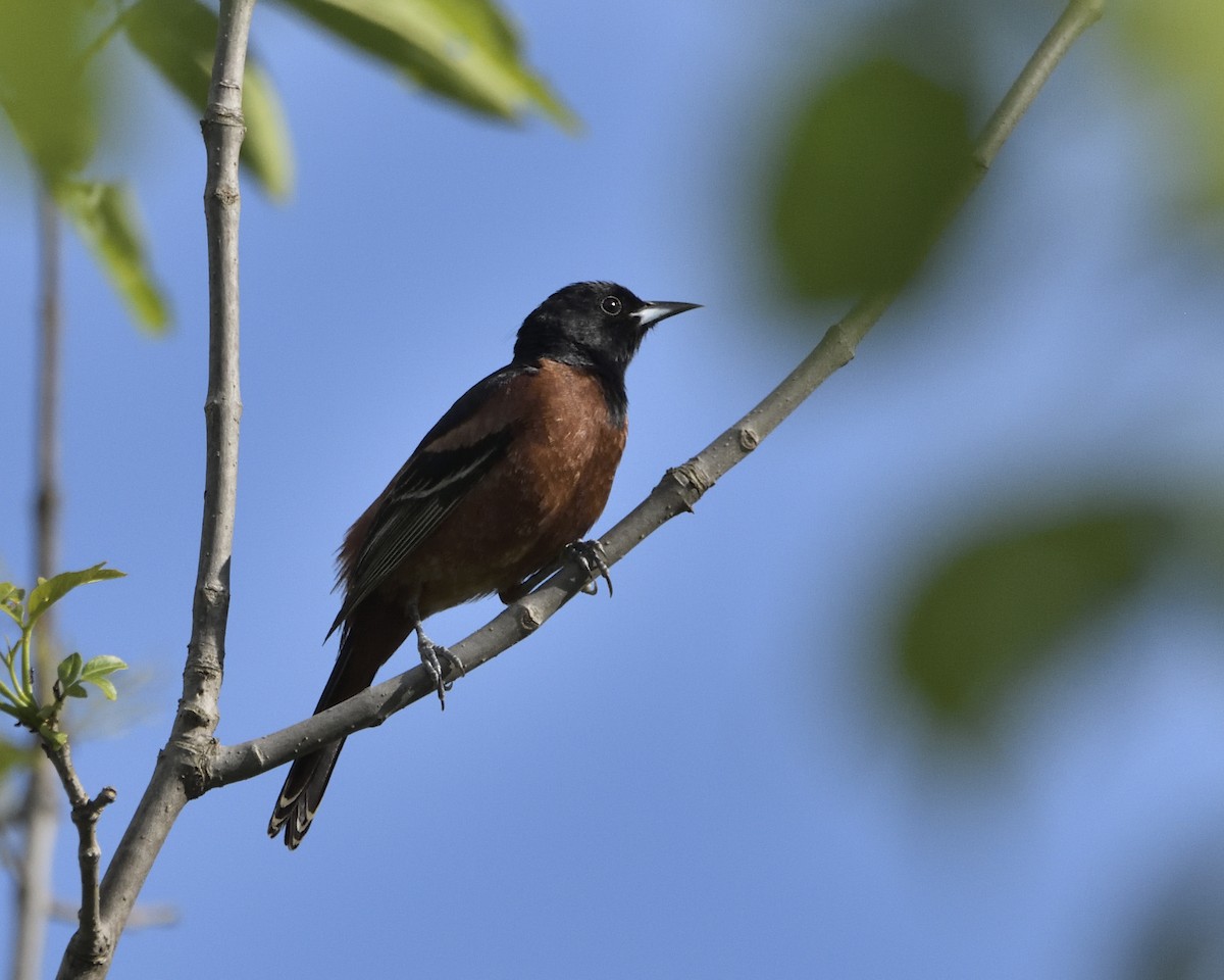 Orchard Oriole - ML619830051