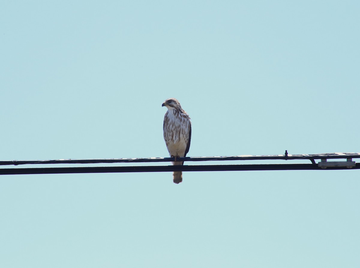 Broad-winged Hawk - ML619830059