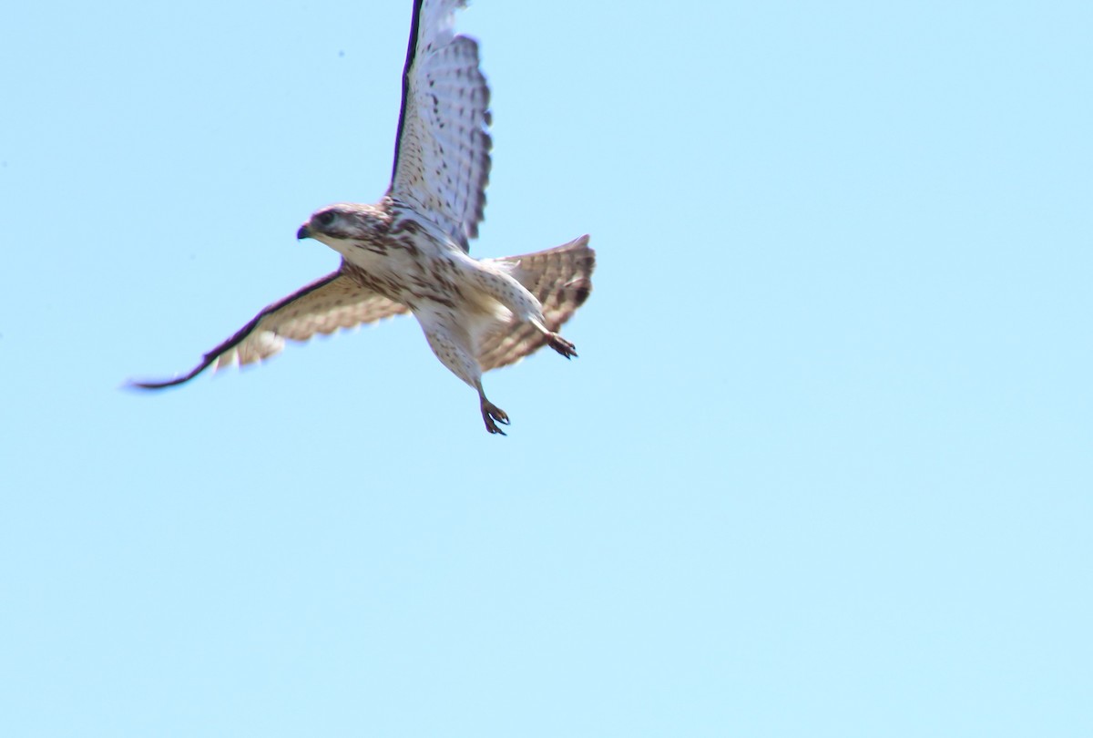 Broad-winged Hawk - Ben Stalheim